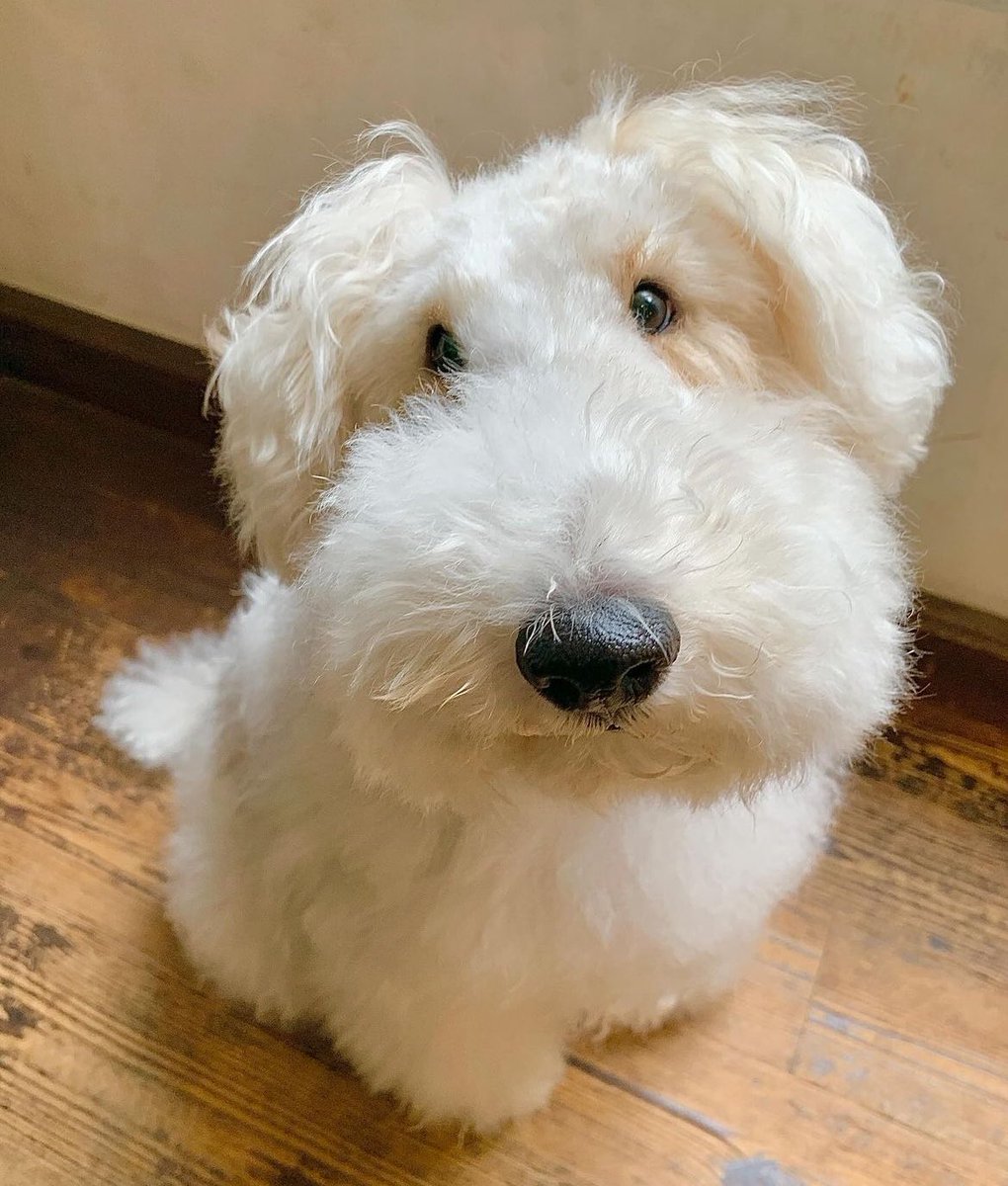 borotancoin's tweet photo. Thesis? Bro is cute and ready. https://t.co/CnMJSI4Weu
