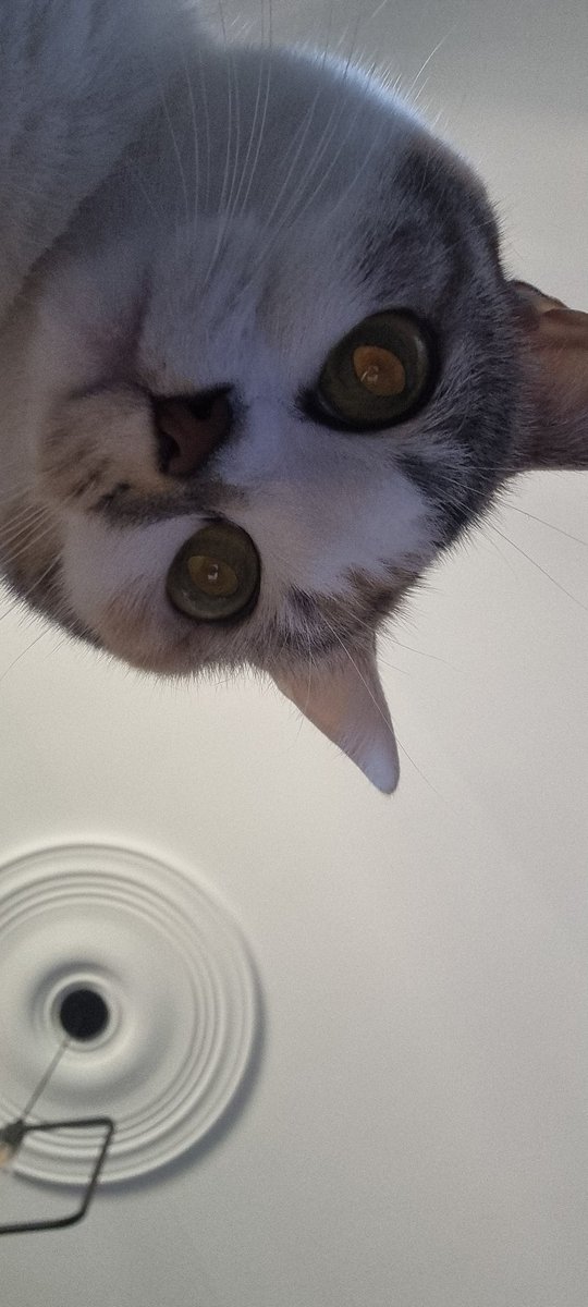 Merounz's tweet photo. @PostsOfCats https://t.co/HYwpdjReIr