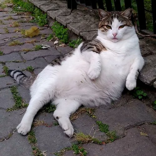 ChillCat_CTO's tweet photo. @cozypront Chill Cat chillin with their $SOL https://t.co/RHGuWmLDXr