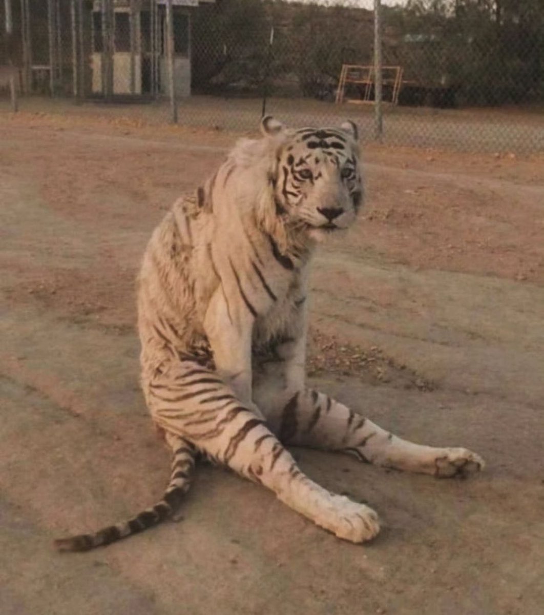 Catbilder's tweet image. Big cat 🐈