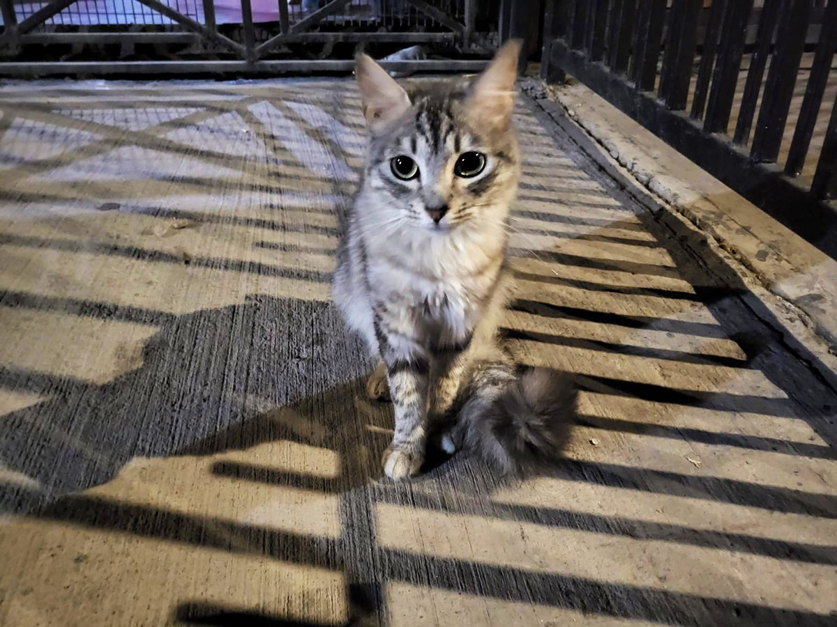 carolinapinoc's tweet photo. Hermosas gatitas d 4-5 meses en #Adopcion ! Stgo. Se entregan esterilizadas 😻 muy regalonas. RT xfa https://t.co/7zlX9amEig