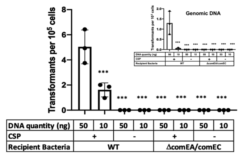 ASMicrobiology's tweet photo. Research on the human pathogen Streptococcus pneumoniae suggests extracellular vesicles contribute to gene transfer in gram-positive bacteria and, in doing so, may promote the spread of drug resistance genes in the population. Learn more in @mSphereJ: https://t.co/jwkXOJRJDd https://t.co/IDbPoY3r4o