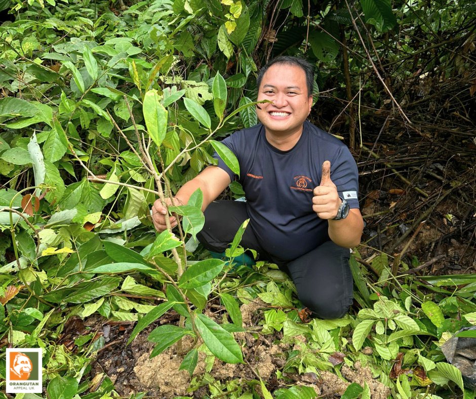 We’ve planted 100 fig trees at Sepilok to encourage the orangutans on the rehabilitation programme to forage, providing a nutritious food source for them and future generations. 🌱

Learn more and get involved 👉 orangutan-appeal.org.uk/news/planting-…
