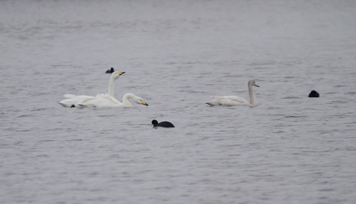 I was on the 279 bus home from KGV Res. (close views of Great Northern Diver in murky light) when news came through of 3 Whooper Swans on no.5 Res. @E17Wetlands. I jumped off and got on the 123, still on a hopper fare (thanks <a href="/SadiqKhan/">Sadiq Khan</a>) and was soon +1 for the London list.