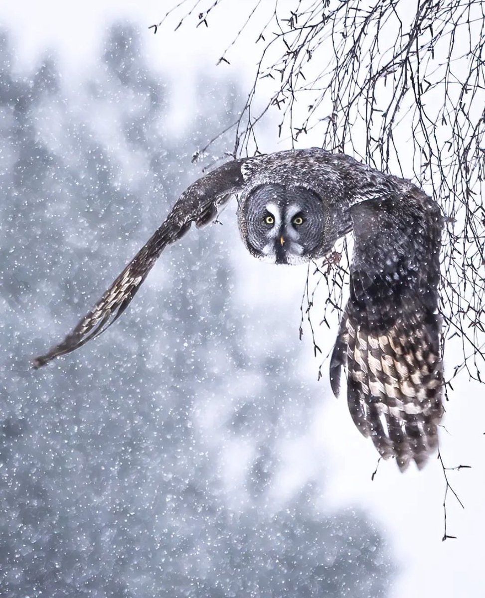 A once in a lifetime shot ❄️