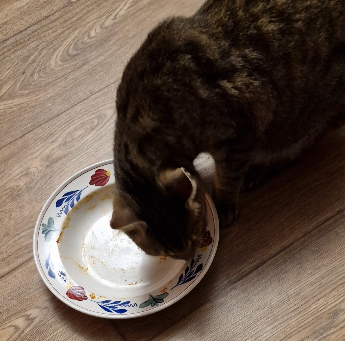 MTiggles's tweet image. Ik mocht van vrouwmens de afwas doen vandaag!!! 
Lekker pasta smikkelen.  
#NomNomNom   😺😹😻