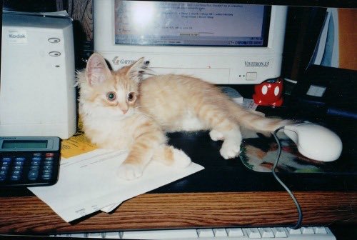 Old Internet tweet media