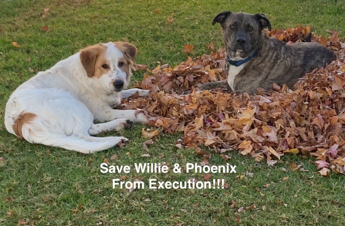 SimpleMom64's tweet image. 🚨 Urgent Help Needed 🚨Los Angeles Animal Services ordered my dogs to be killed! 🙏Read the full story in the link below and share to spread the word. 
gofund.me/ec3a0e8d 
#JusticeForDogs #SaveLADogs #FundraiserForDogs
