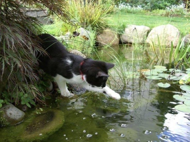 Kitty archives ♡ (@puppierz) on Twitter photo 