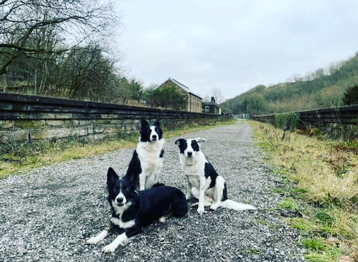 You can now find us on blue sky. 

@ overborders.bsky.social 

For more dog and railway content 😃