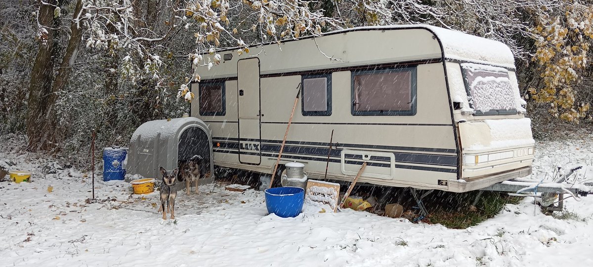 The Cábrer 🪶🏇🏼🐏🐑🐑🐑🐐🐕‍🦺🐕‍🦺🪶 tweet media