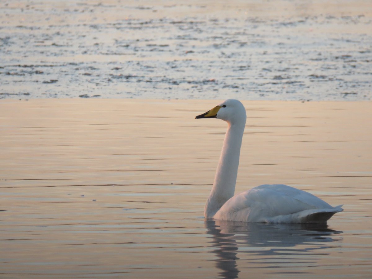 Welney was packed with waterfowl today though with much of the washes frozen the duck were packed in at the back and tricky to scan through. Lots of Pintail, Teal, Wigeon, Shoveler. Few hundred Whooper Swan and two Bewick's Swan