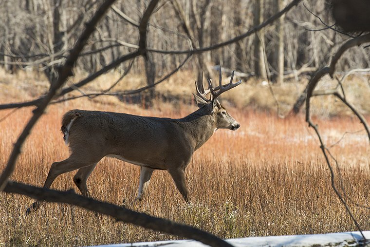 OODMag's tweet photo. Testing for Chronic Wasting Disease (CWD) in 2024 will be carried out in two zones once again this fall.
https://t.co/fd8J8c73A2
#Hunting #Fishing #Outdoors #CWD #MNR #Cervids #Whitetails #Samples https://t.co/Y3lwaQ58tU