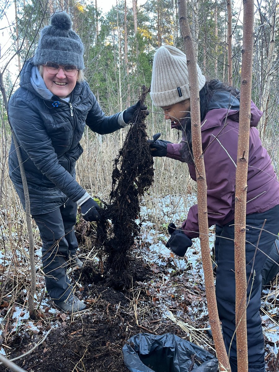 Kadri Runnel (@kadrirunnel) on Twitter photo Exploring forest belowgrounds today with <a href="/IvikaOstonen/">Ivika Ostonen</a> and our fearless PhD student Vinna Cruz, who traveled all the way from the Philippines to study fungi and decomposition here in the frosty hemiborealia. 🌲❄️ Exploring forest belowgrounds today with <a href="/IvikaOstonen/">Ivika Ostonen</a> and our fearless PhD student Vinna Cruz, who traveled all the way from the Philippines to study fungi and decomposition here in the frosty hemiborealia. 🌲❄️