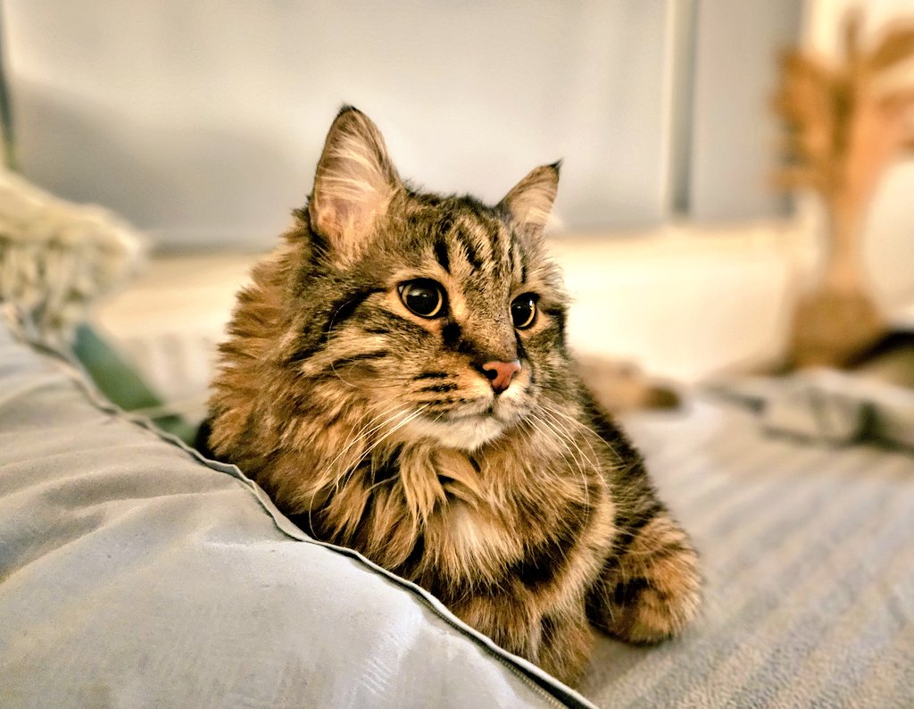 Invloerencer Jasmina ياسمينا tweet media