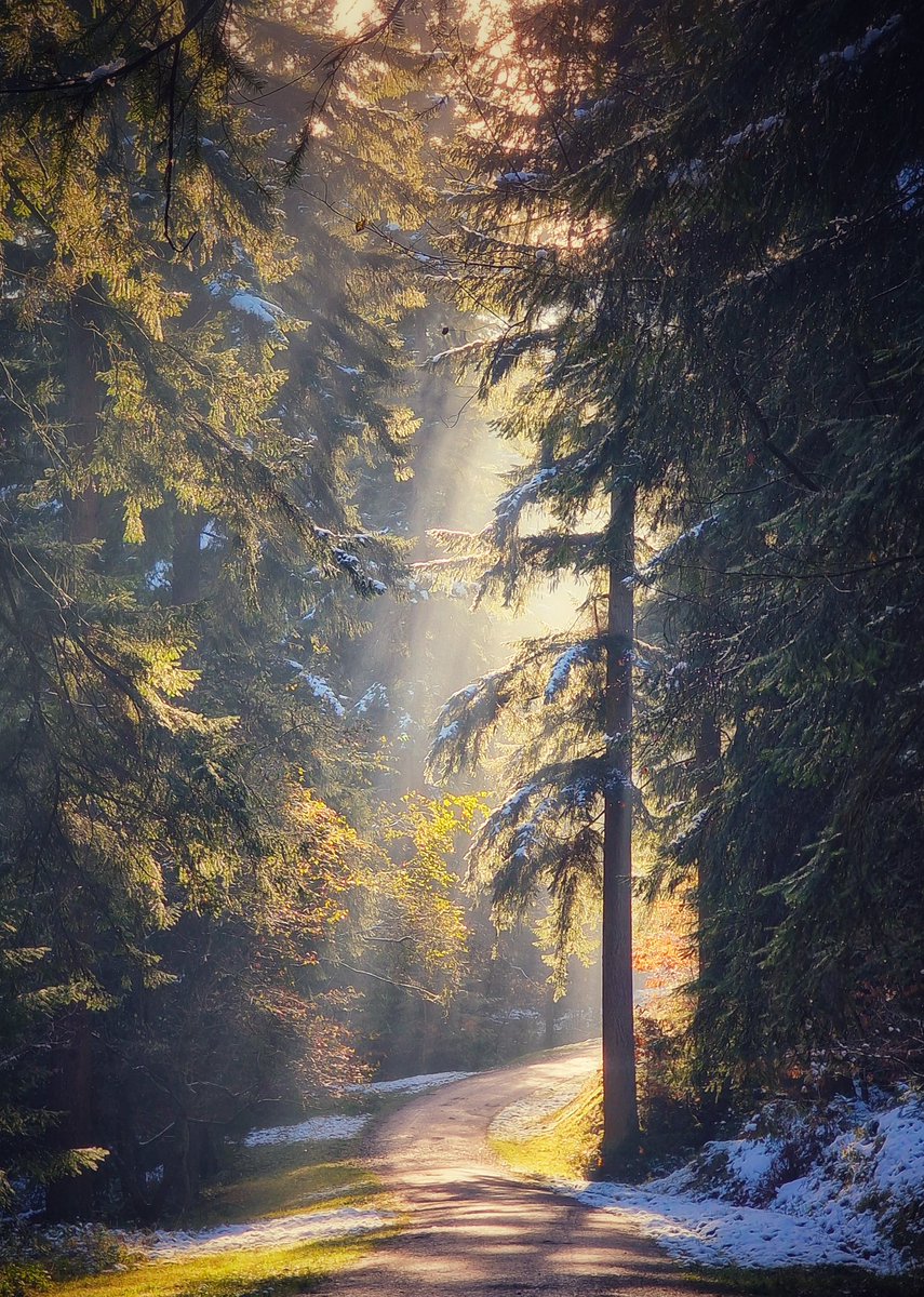 This section of trail in Wyre Forest catches the sun just right, its curve intrigues you to wonder just what's round the next bend @wyreforestfe