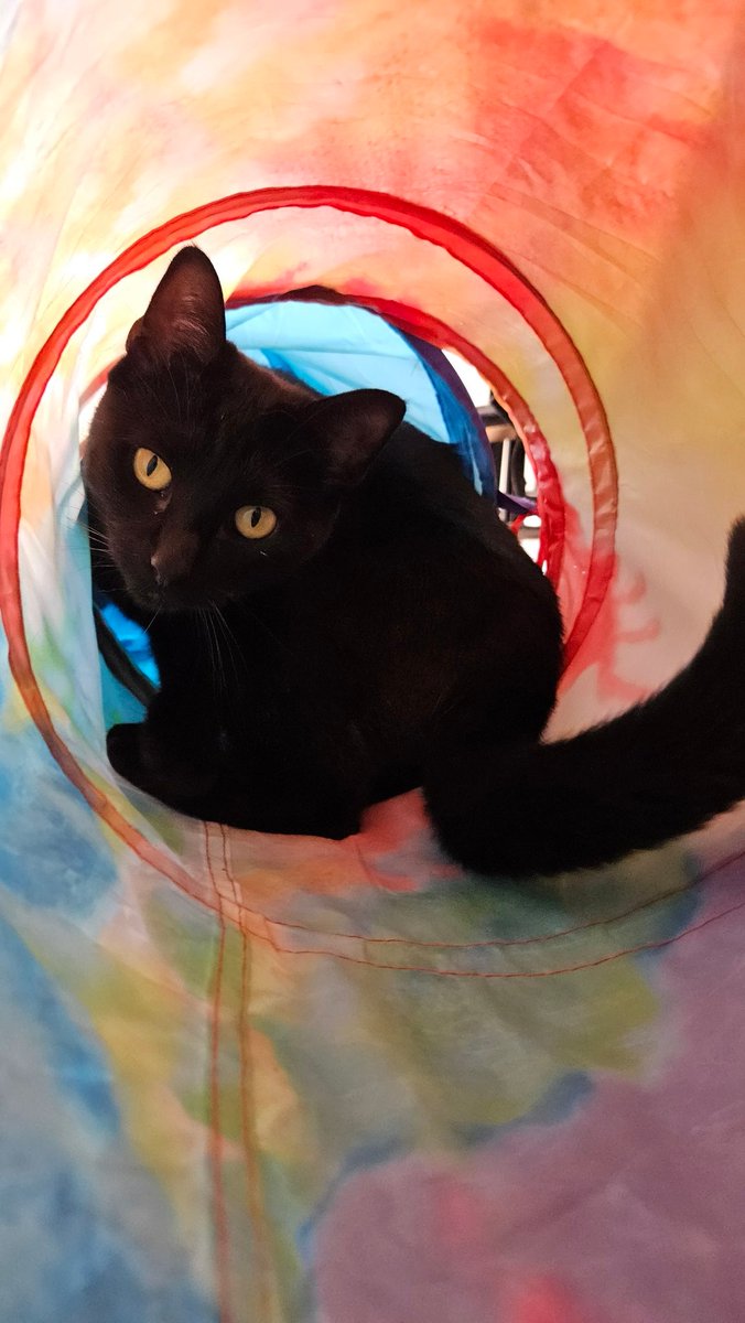 🐱🐈(➕🐈‍⬛) tweet media