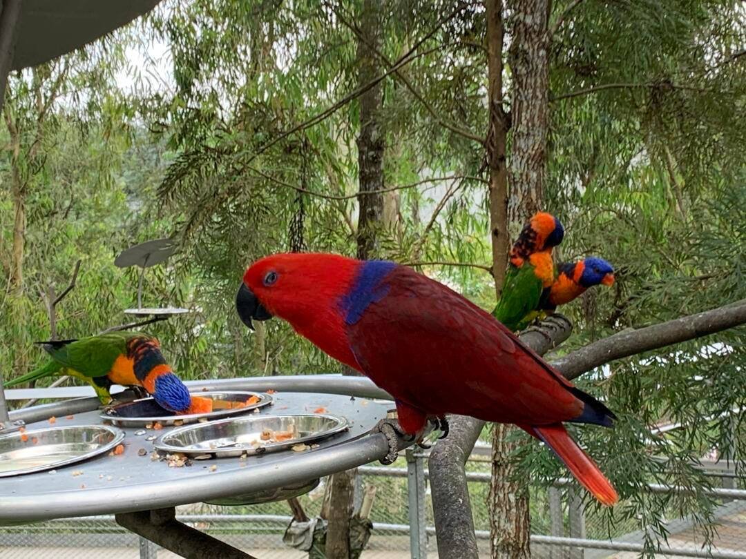 BlitheBernal2's tweet image. Bird Park