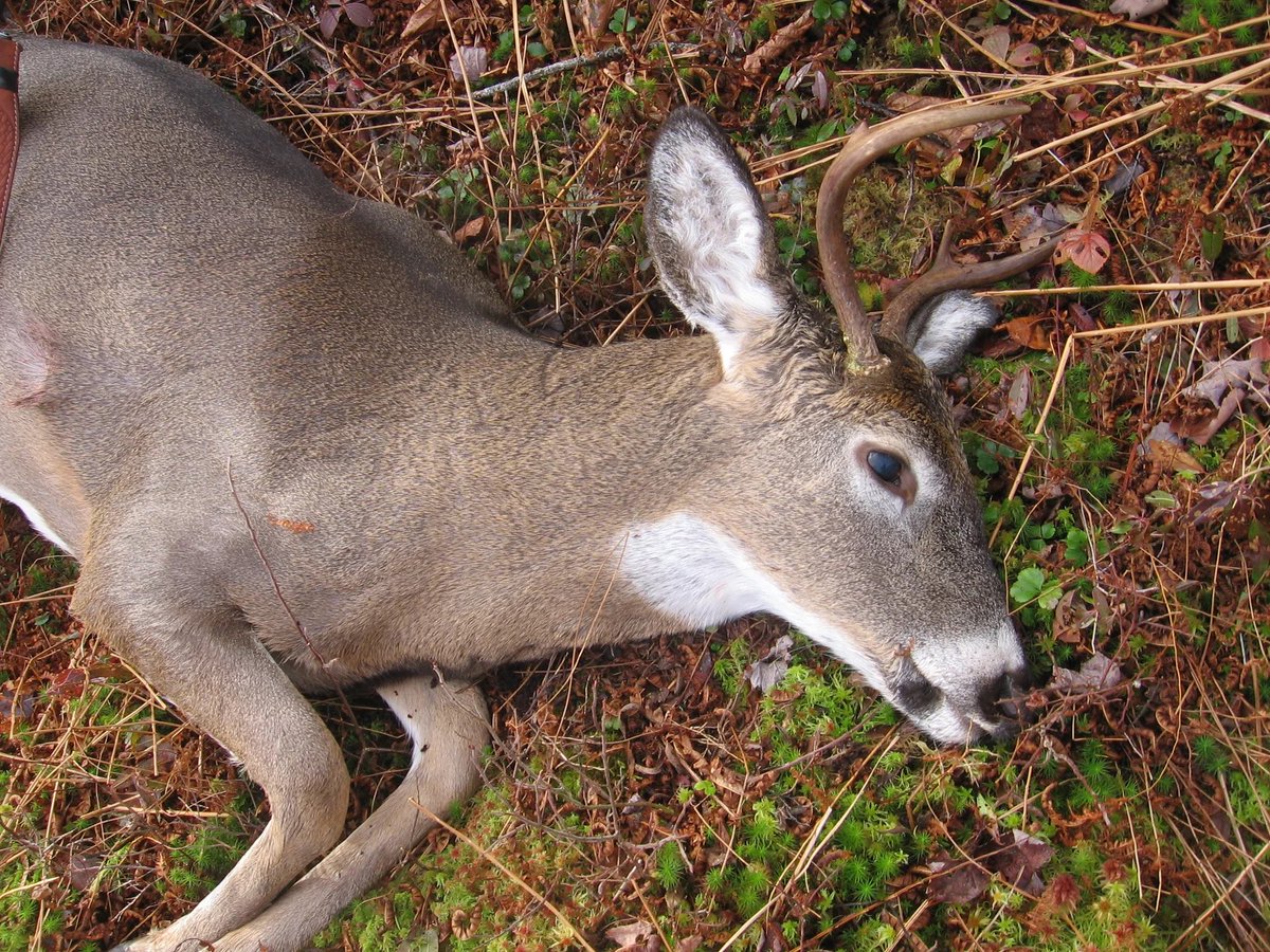 Went hunting this morning after this monster I’ve been seeing on the camera all week. Finally got him! Cant wait to get him mounted. What should I name him?