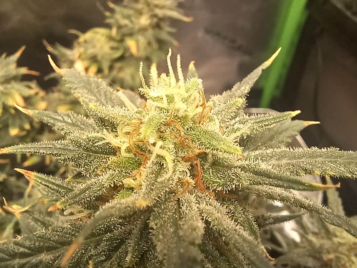 JeffreyHeard's tweet photo. @thecannalife420 @Fast_Buds Wedding Cheesecake FF https://t.co/fIUCoHyhKj