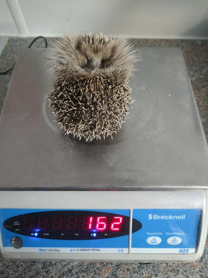 Have you ever seen such a fluffy hedgehog! Meet Cappuccino, our littlest hedgehog so far this season. 

He came in last week at only 136g in weight. With the weather predicted to take a sudden plummet, we actually had snow fall today, this little lad was brought to us. The