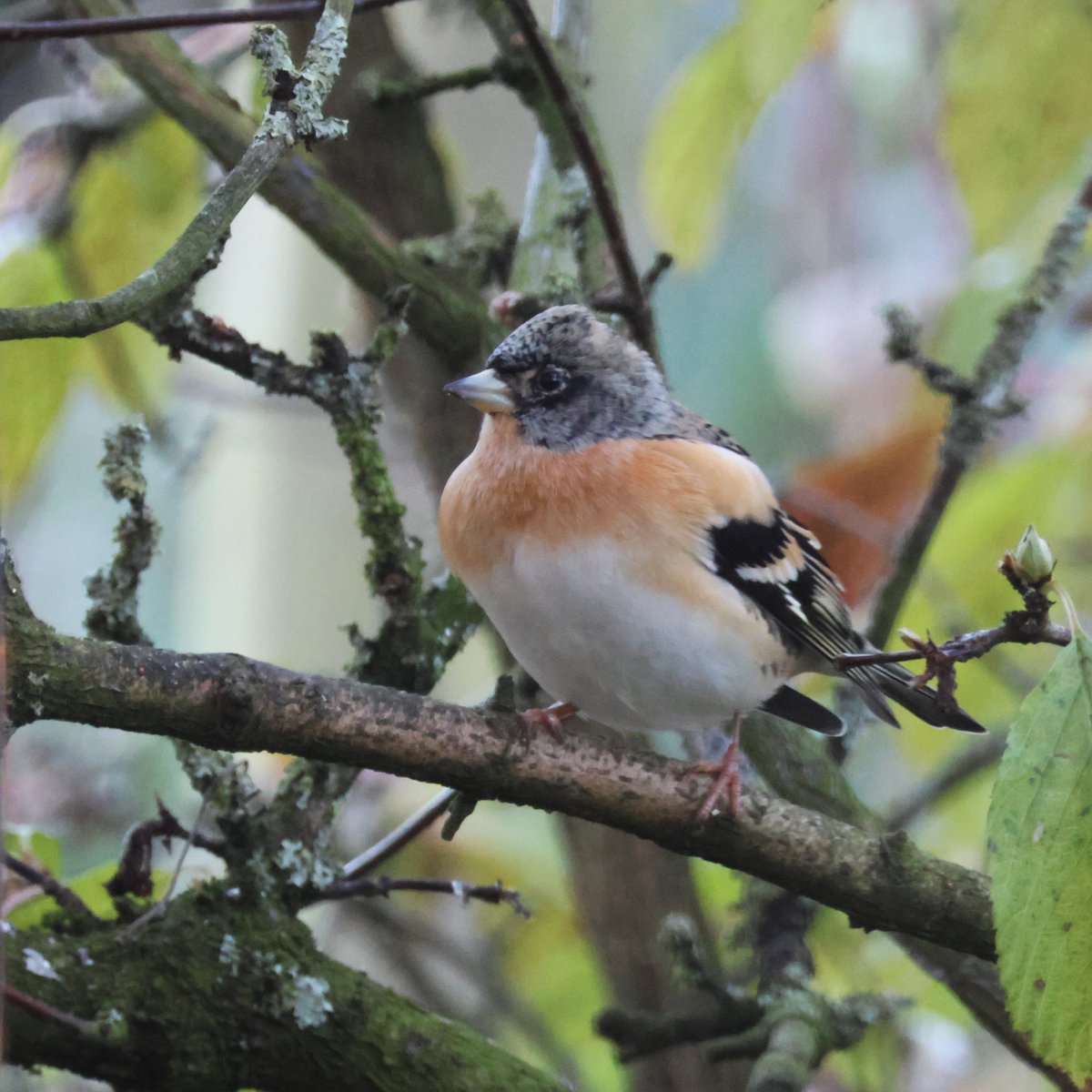 Bramblings visiting the garden early this morning. Normally a January visitor so assume the weather condition (-2 C) had something to do with it.