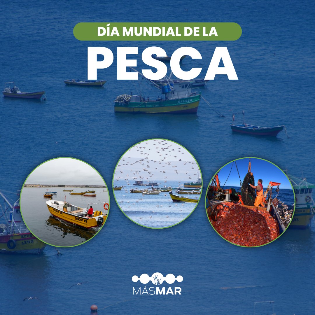 Este 21 de noviembre celebramos el Día Mundial de la #Pesca 🐟🌎Desde #MásMar nos sumamos y extendemos el saludo a todos los que hacen posible esta actividad y reforzamos nuestro compromiso con el desarrollo de una pesca responsable y sostenible.🌊