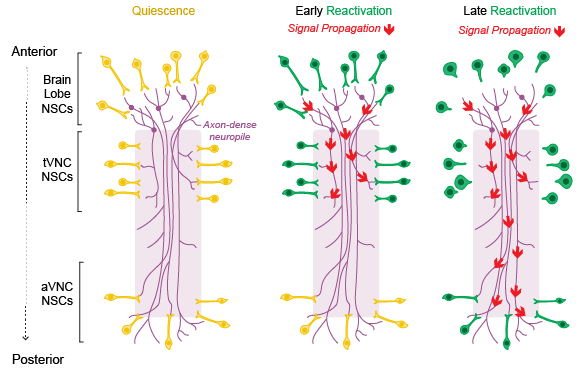 Why do quiescent neural stem cells look so much like neurons? 🤔

We showed that quiescent neural stem cells transiently adopt a neuronal identity to coordinate reactivation across the CNS!

See our latest preprint here:
biorxiv.org/content/10.110…