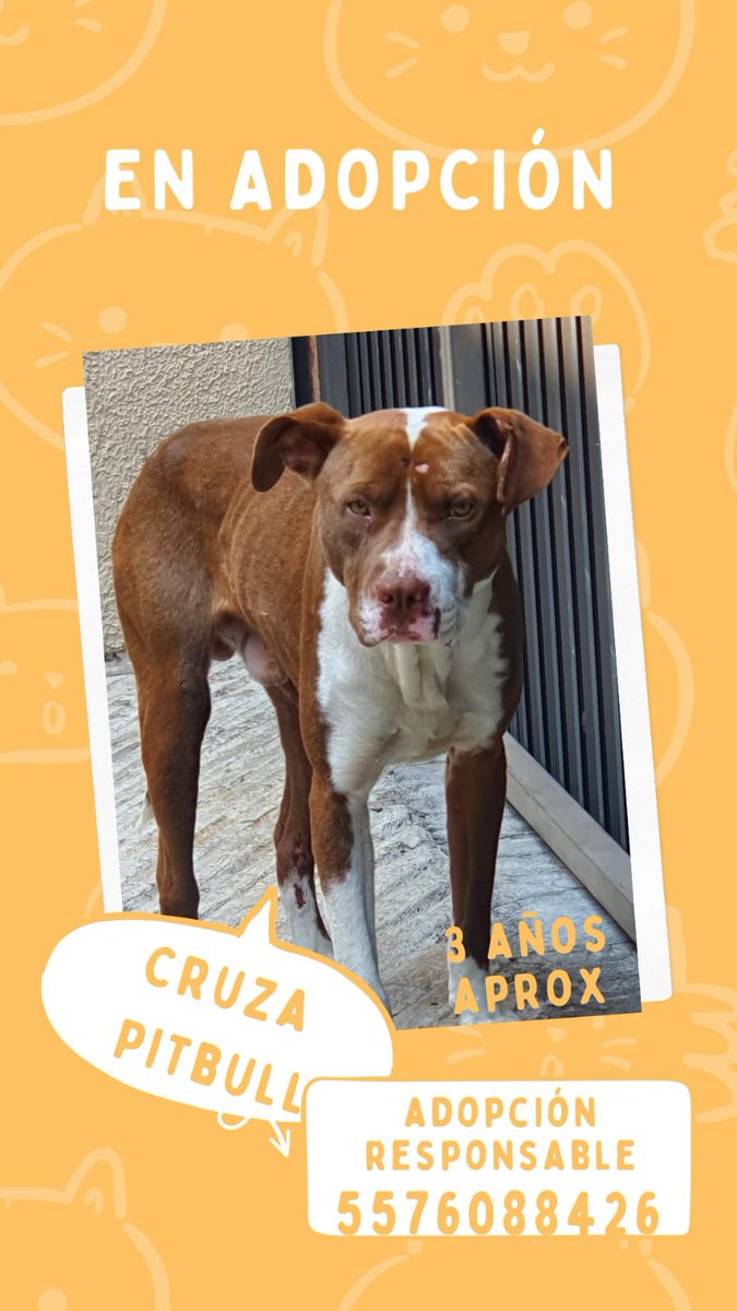 Armando Tell (@armandotell) on Twitter photo 