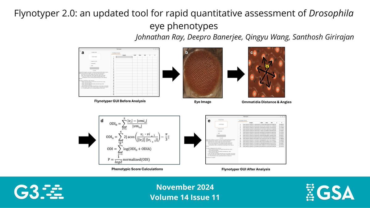 Genetics Society of America (@geneticsgsa) on Twitter photo If you're a #Drosophila researcher using the eye for loss-of-function screening, check out Flynotypter 2.0, which can quantify thousands of eye images to identify morphological defects in ommatidia. Read more from <a href="/girirajan16/">Santhosh Girirajan</a> in November's #G3journal: bit.ly/3Z5vA4a 👀 If you're a #Drosophila researcher using the eye for loss-of-function screening, check out Flynotypter 2.0, which can quantify thousands of eye images to identify morphological defects in ommatidia. Read more from <a href="/girirajan16/">Santhosh Girirajan</a> in November's #G3journal: bit.ly/3Z5vA4a 👀