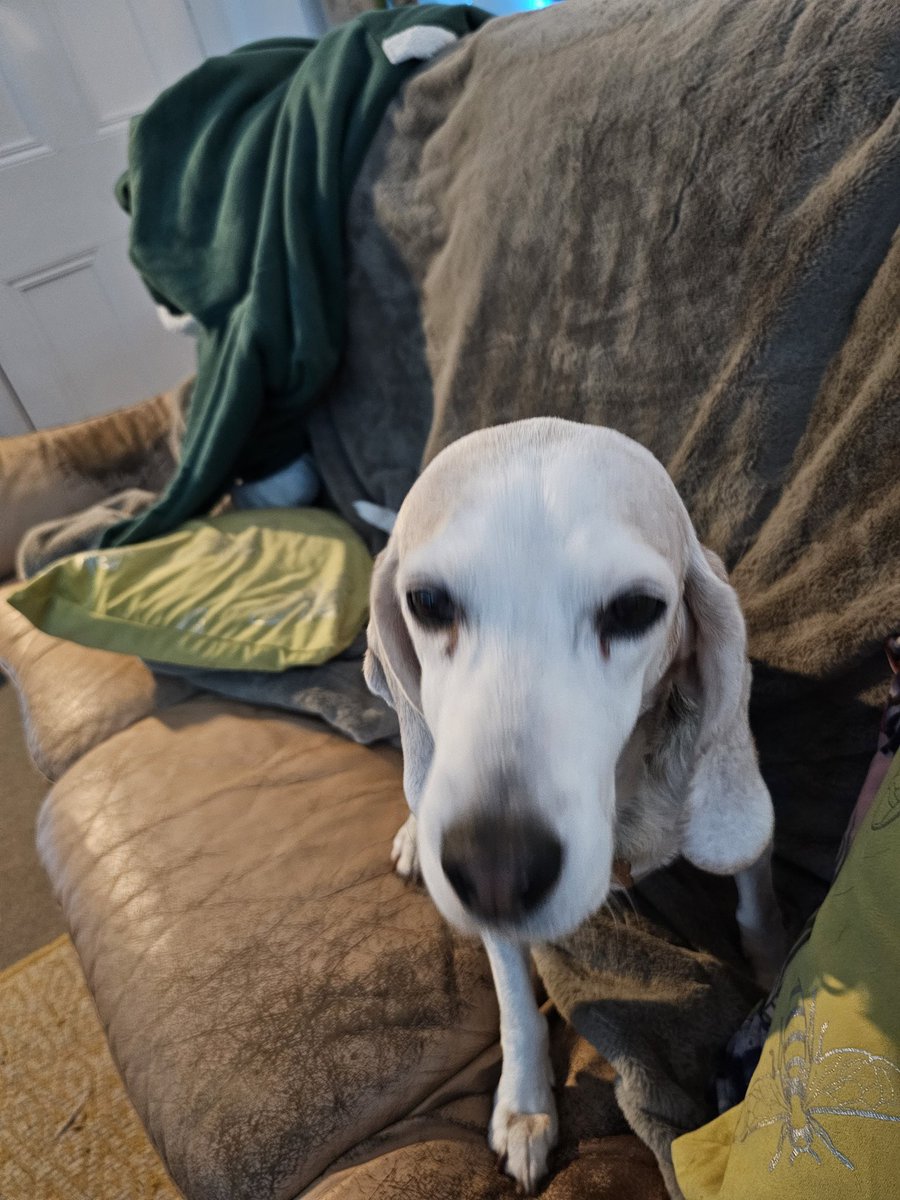 Alienore's tweet image. Happy 6th Gotcha Day to my precious Lizzie