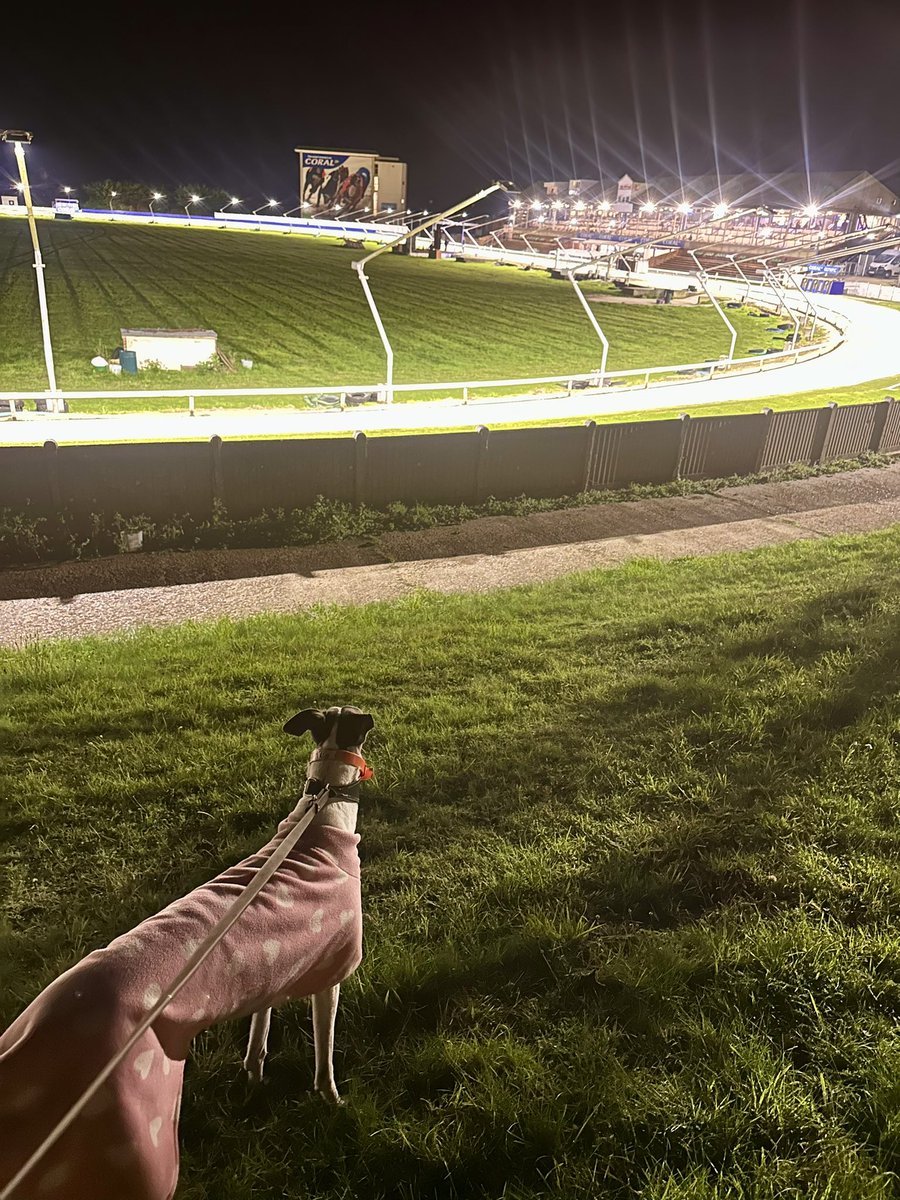 NHunt67's tweet image. Droopys Flotilla taking in the scenery at @HoveGreyhounds as she prepares for a crack at The George Curtis and Ballyregan Bob memorial - She took the paint off the rails when posting 30.09 for the 515m trip!