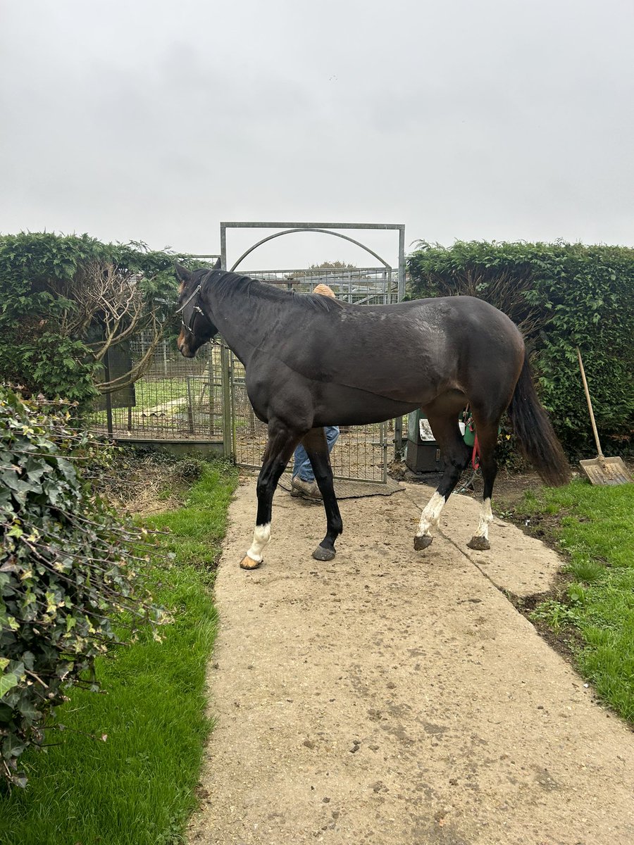 "Exciting Opportunity Alert! 🌟🐎

Surrey Nemesis, a stunning 4-year-old filly is now in training <a href="/ShovelstrodeRH/">Shovelstrode Racing</a> 
This season, she's set to go novice hurdling and is already GBB qualified, making her eligible for extra prize money!

Limited shares are available, DM for info