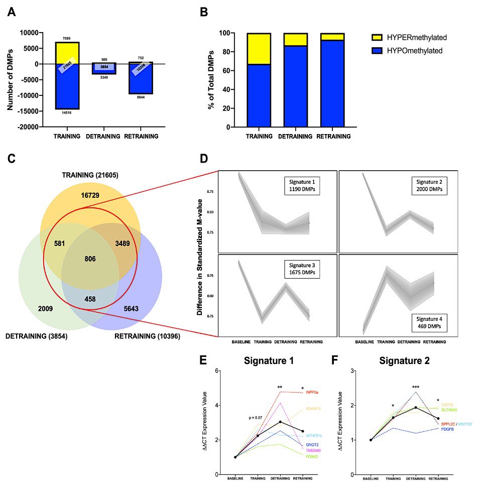 Professor Adam Sharples (@dradampsharples) on Twitter photo Out JUST NOW in <a href="/AJPCellPhys/">AJP-Cell Physiology</a>
Human muscle has an epigenetic memory of high intensity interval training -HIIT
Extending our work showing memory of muscle growth via resistance exercise
Fantastic work <a href="/andreapil8/">andreapil8</a> & <a href="/dcturner93/">Daniel Turner</a> driven by <a href="/PorcelliSimone/">Simone Porcelli</a> journals.physiology.org/doi/abs/10.115… Out JUST NOW in <a href="/AJPCellPhys/">AJP-Cell Physiology</a>
Human muscle has an epigenetic memory of high intensity interval training -HIIT
Extending our work showing memory of muscle growth via resistance exercise
Fantastic work <a href="/andreapil8/">andreapil8</a> & <a href="/dcturner93/">Daniel Turner</a> driven by <a href="/PorcelliSimone/">Simone Porcelli</a> journals.physiology.org/doi/abs/10.115…