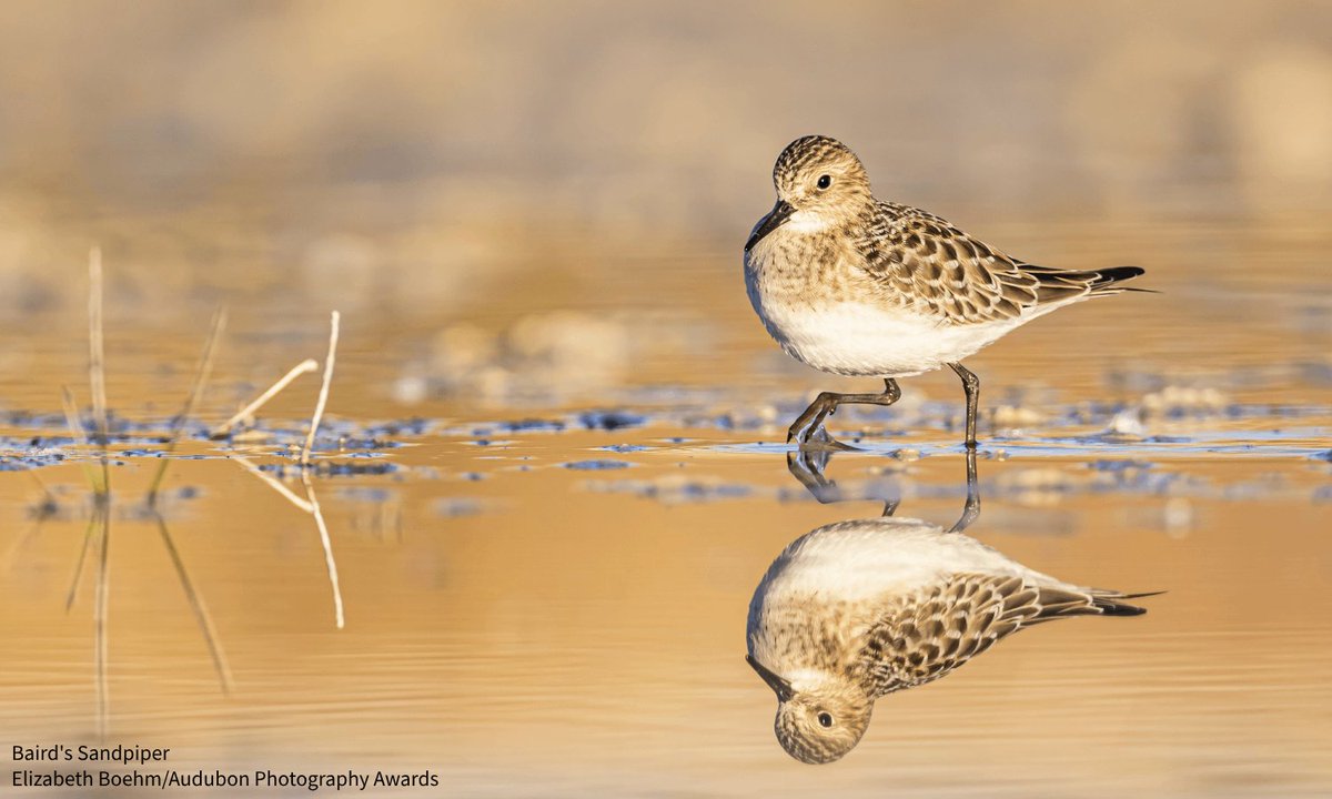 Check out what it looks like to be a boots-on-the-ground volunteer surveyor for the Intermountain West Shorebird Surveys during fall’s peak migration at Great Salt Lake and Salton Sea: bit.ly/3V0uNza