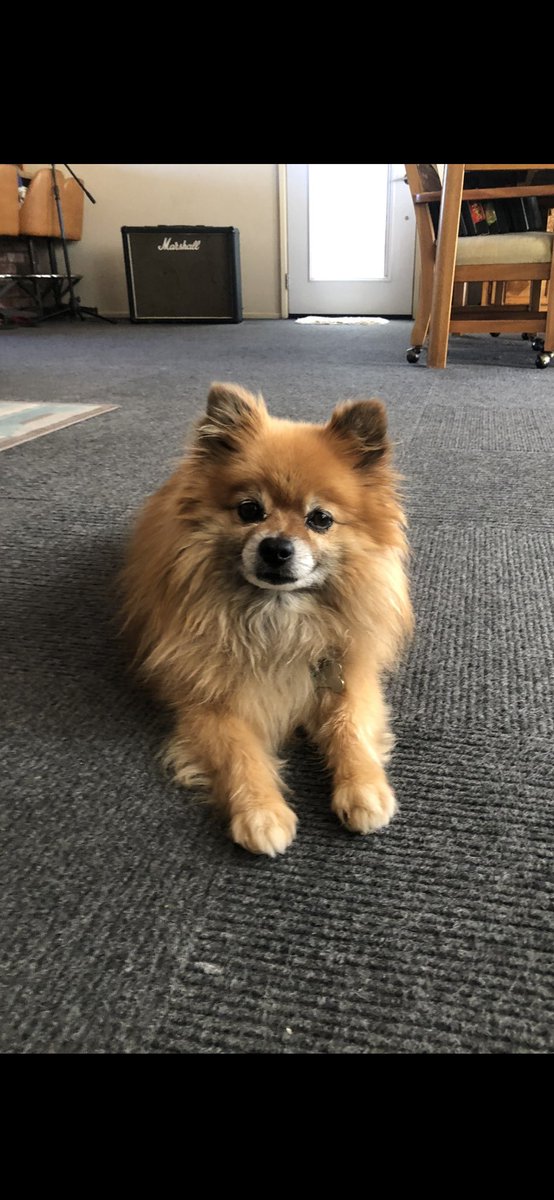 KarmaDealers's tweet image. #JusticeforDogs A beautiful day. Tyler loves all of you