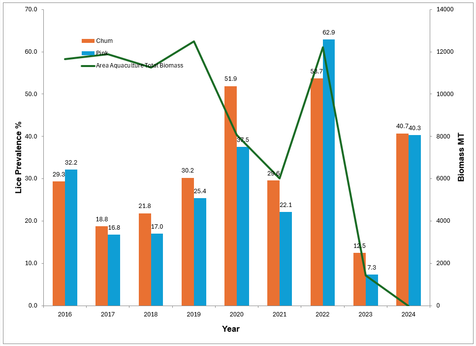 BCSalmonFarmers's tweet photo. Latest data shows that sea lice numbers on wild Pacific salmon in the Broughton Archipelago didn't change in 2024 after salmon farms were removed. Real science looks at the real impacts to wild salmon, including climate change, fishery management and river habitat damage. https://t.co/Lan3HQgv48
