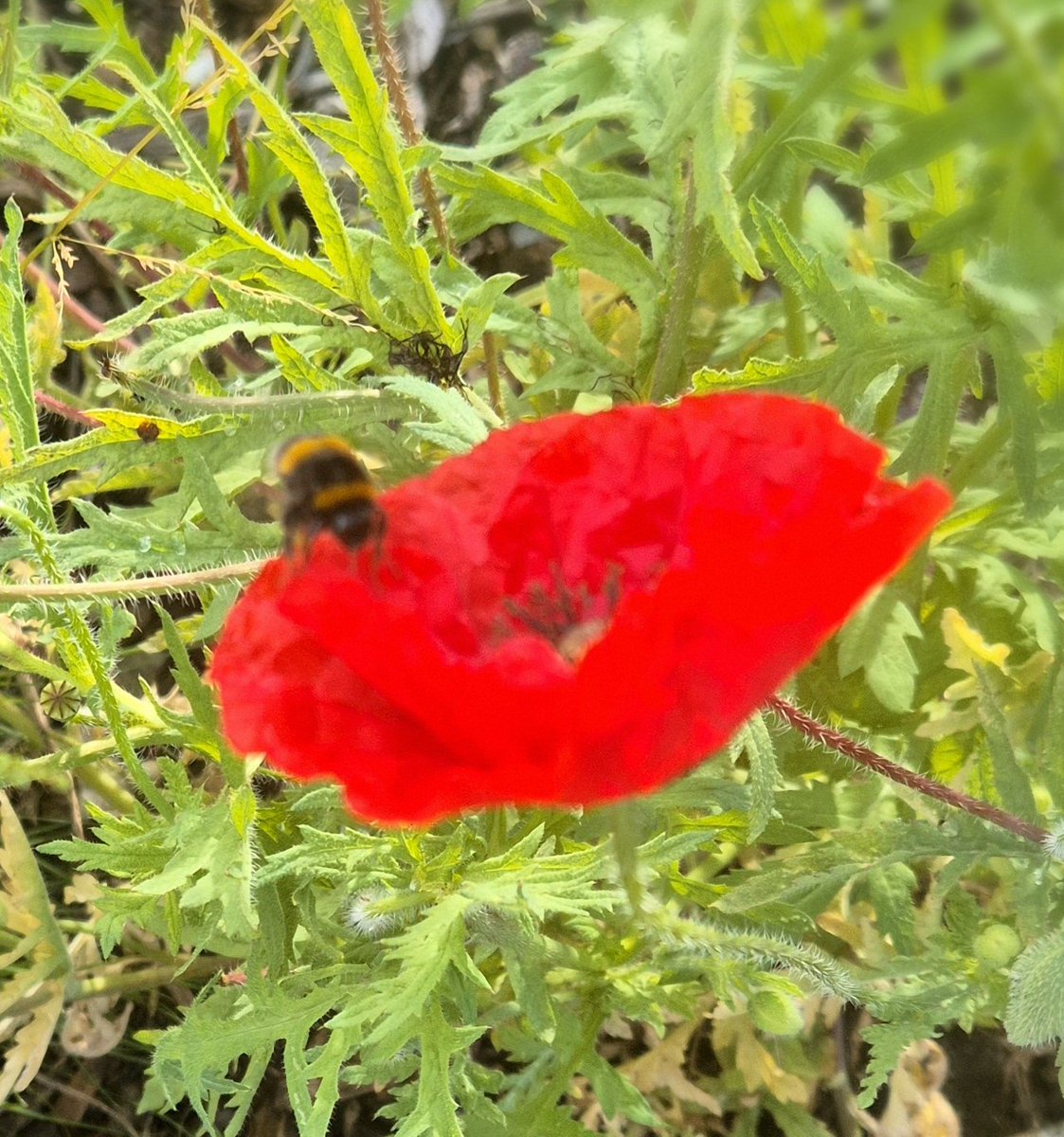 NZAllison's tweet photo. The bumble bees were fighting over the poppies this morning, then followed me as I walked around the garden. Not many honey bees, though.(SamsungS24)
#ToBeeOrNotToBee https://t.co/OfIBx2vkjo