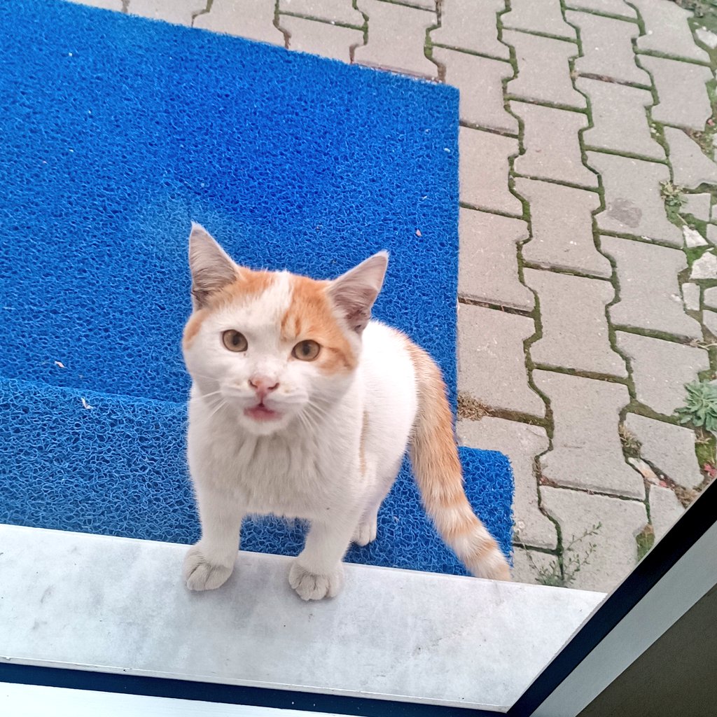 #KuzeyGüney   /Kurabiye var simit var
 kedoları                    neye bakıyon