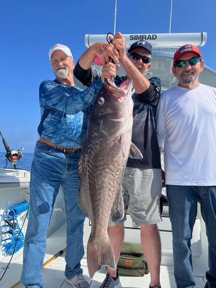 Gulf Assassin tweet media