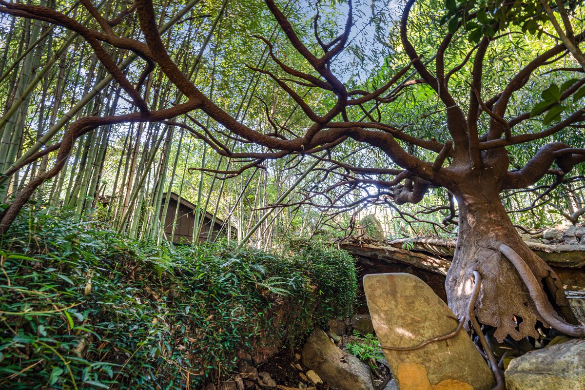 zillowgonewild's tweet image. Second of all, growing old is seeing a nice tree and going Damn, that’s a nice tree