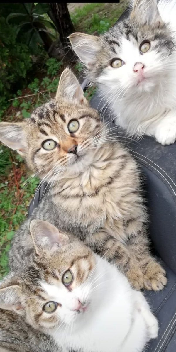 Yok mu isteyen 3 ponpon😊