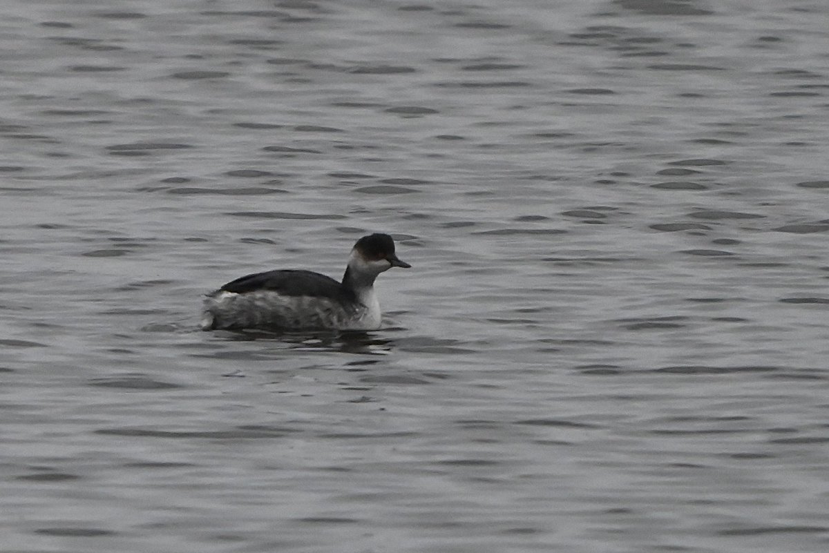 At RSPB Dungeness this morning in the cold gloom, which was around all day, 2 Black-necked Grebes &amp; the Slavonian Grebe, made several close approaches towards Makepeace VP.