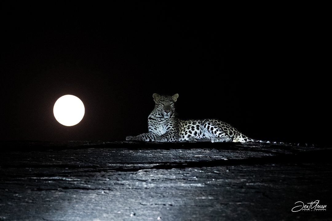 JeetAman Photography tweet media