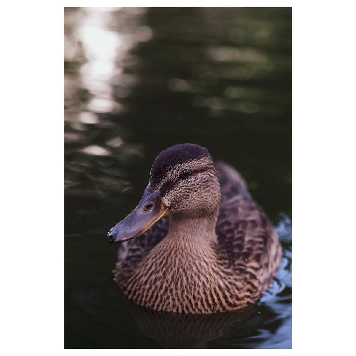 DaisyDSnaps's tweet photo. 🦆❤️ // Guildford, UK // 2024

• Animal Photography •

#animalphotography #daisykphoto #daisykendallphotography #photo #photographer #photography #surreyphotographer #petlovers #petphotography #naturephotographer #cuteanimals #cute

Also posted over on my Instagram page ✨ https://t.co/grHORv36nw