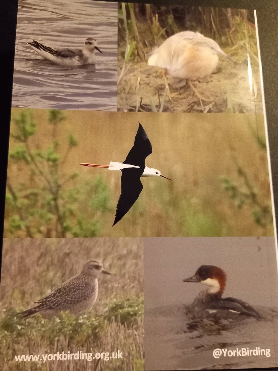York Birding (@yorkbirding) on Twitter photo The 2023 York Bird Report is out now. Covering another great year, copies available for collection at the next <a href="/YorkBirding/">York Birding</a> meeting. For non-members copies are available to order.
yorkbirding.org.uk
<a href="/nybirdnews/">NorthYorksBirdNews</a> <a href="/LDV_NNR/">LDV NNR</a> The 2023 York Bird Report is out now. Covering another great year, copies available for collection at the next <a href="/YorkBirding/">York Birding</a> meeting. For non-members copies are available to order.
yorkbirding.org.uk
<a href="/nybirdnews/">NorthYorksBirdNews</a> <a href="/LDV_NNR/">LDV NNR</a>