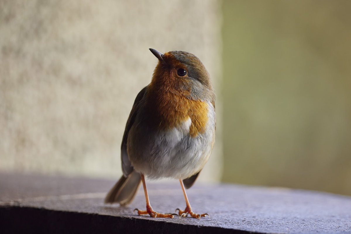 FreemanWildlife's tweet photo. My friend for the day @WWTMartinMere #robin #birdphotographer https://t.co/pqqGToKKhH