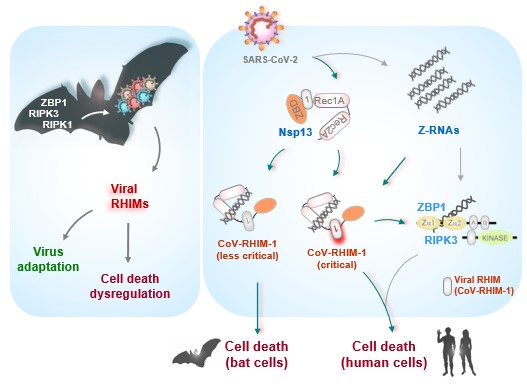 Sanchita Mishra (@sanchitamishr20) on Twitter photo Elated to share our work reporting functional #viralRHIMs in bat-RNA viruses and their regulation of ZBP1-RIPK3-associated cell death, now out on <a href="/iScience_CP/">iScience journal</a>. Huge thanks to <a href="/keshu_VRimmCh/">Kesavardan S</a> for guidance,<a href="/Disha__dak/">Disha jain</a>,#Ayushi for their efforts.<a href="/CellPressNews/">Cell Press</a> cell.com/iscience/fullt… Elated to share our work reporting functional #viralRHIMs in bat-RNA viruses and their regulation of ZBP1-RIPK3-associated cell death, now out on <a href="/iScience_CP/">iScience journal</a>. Huge thanks to <a href="/keshu_VRimmCh/">Kesavardan S</a> for guidance,<a href="/Disha__dak/">Disha jain</a>,#Ayushi for their efforts.<a href="/CellPressNews/">Cell Press</a> cell.com/iscience/fullt…