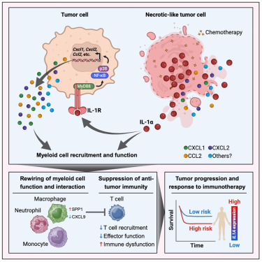Online Now: Interleukin-1α release during necrotic-like cell death generates myeloid-driven immunosuppression that restricts anti-tumor immunity dlvr.it/TGJwxg
