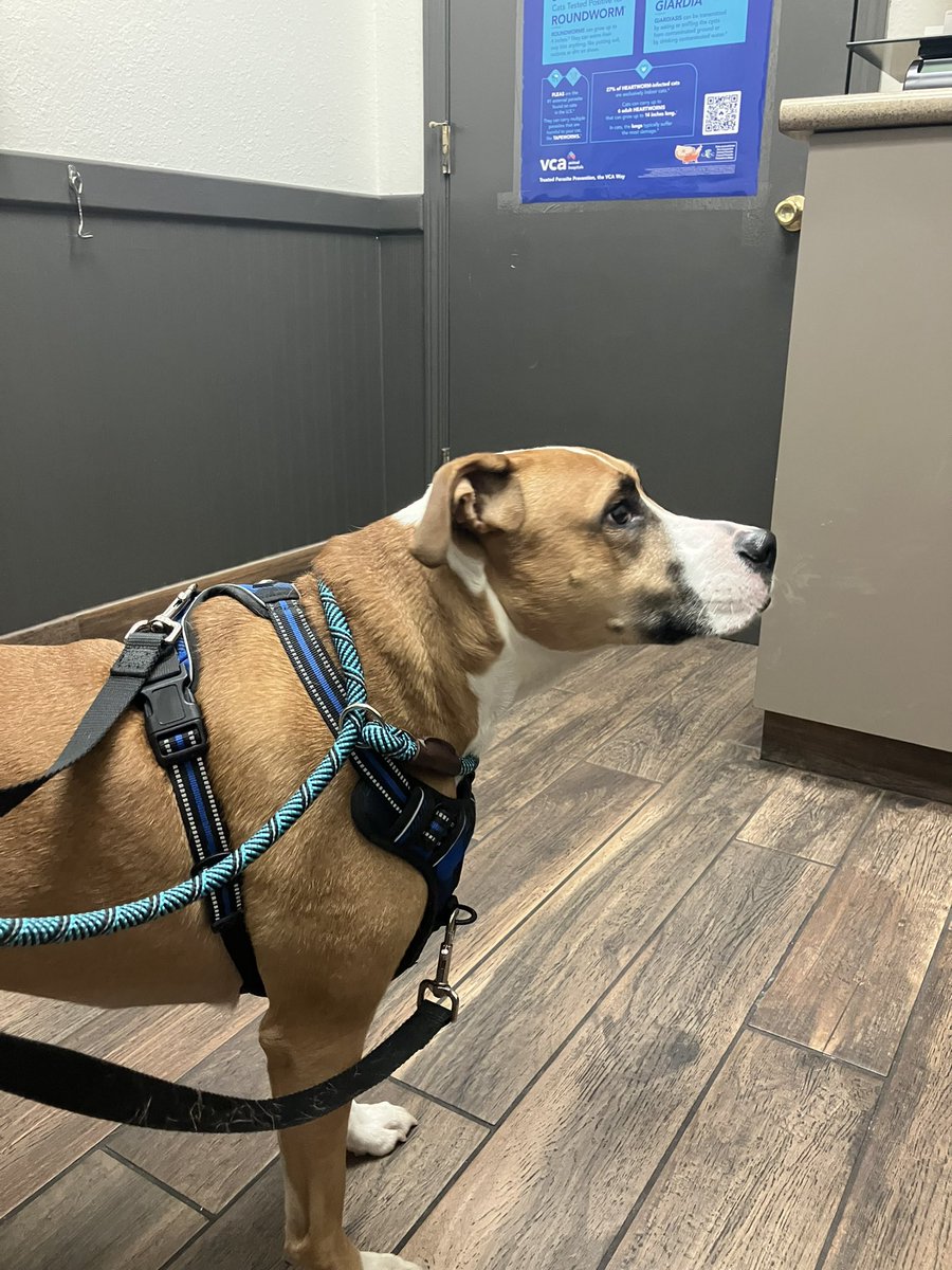 Well I’m at the #vet right now.  Sigh… just a yearly checkup. NOT A HAPPY PUP #ZekeTheDog #Woof